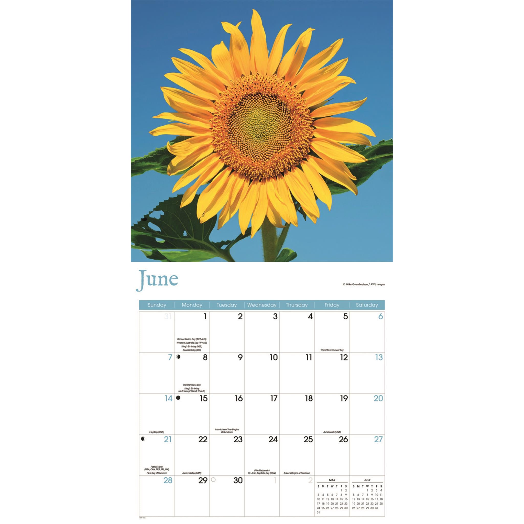 Sunflowers 2026 Wall Calendar