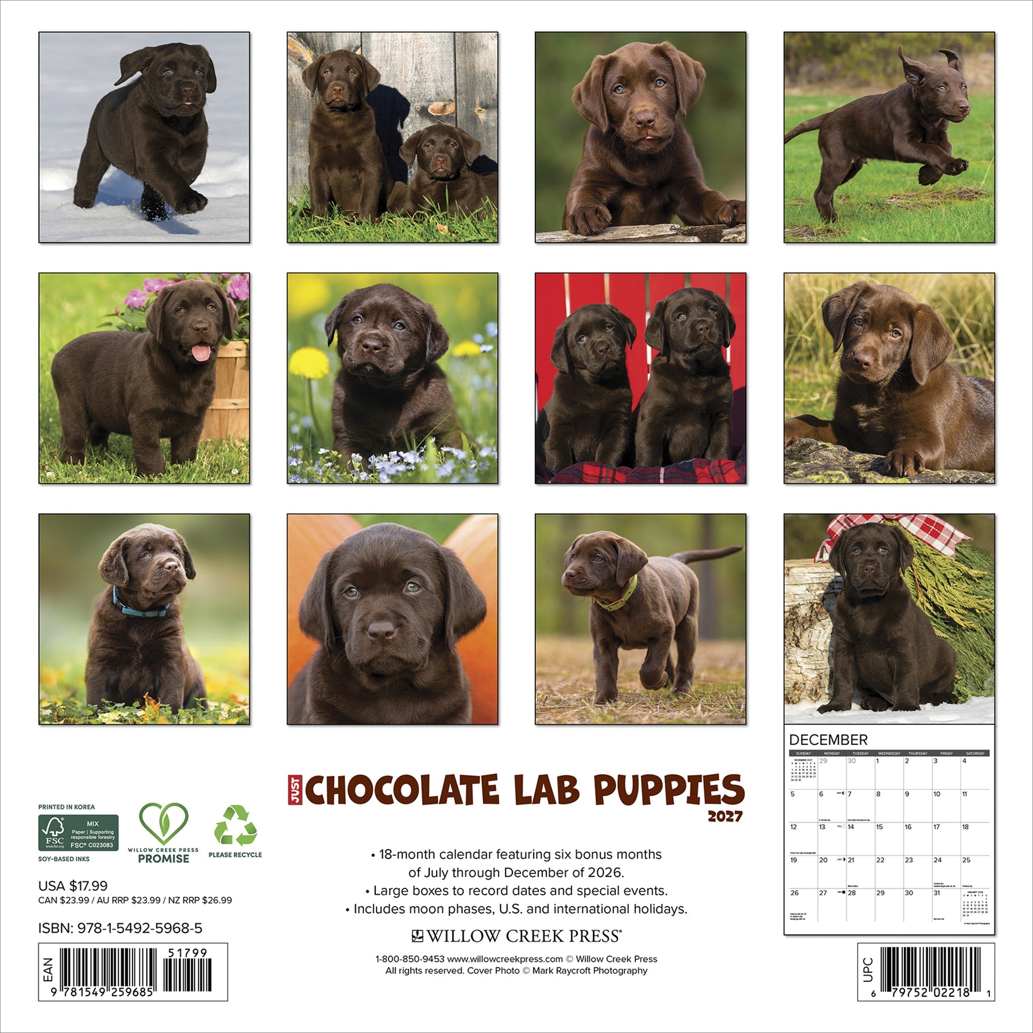 Chocolate Lab Puppies 2027 Wall Calendar - Online Only
