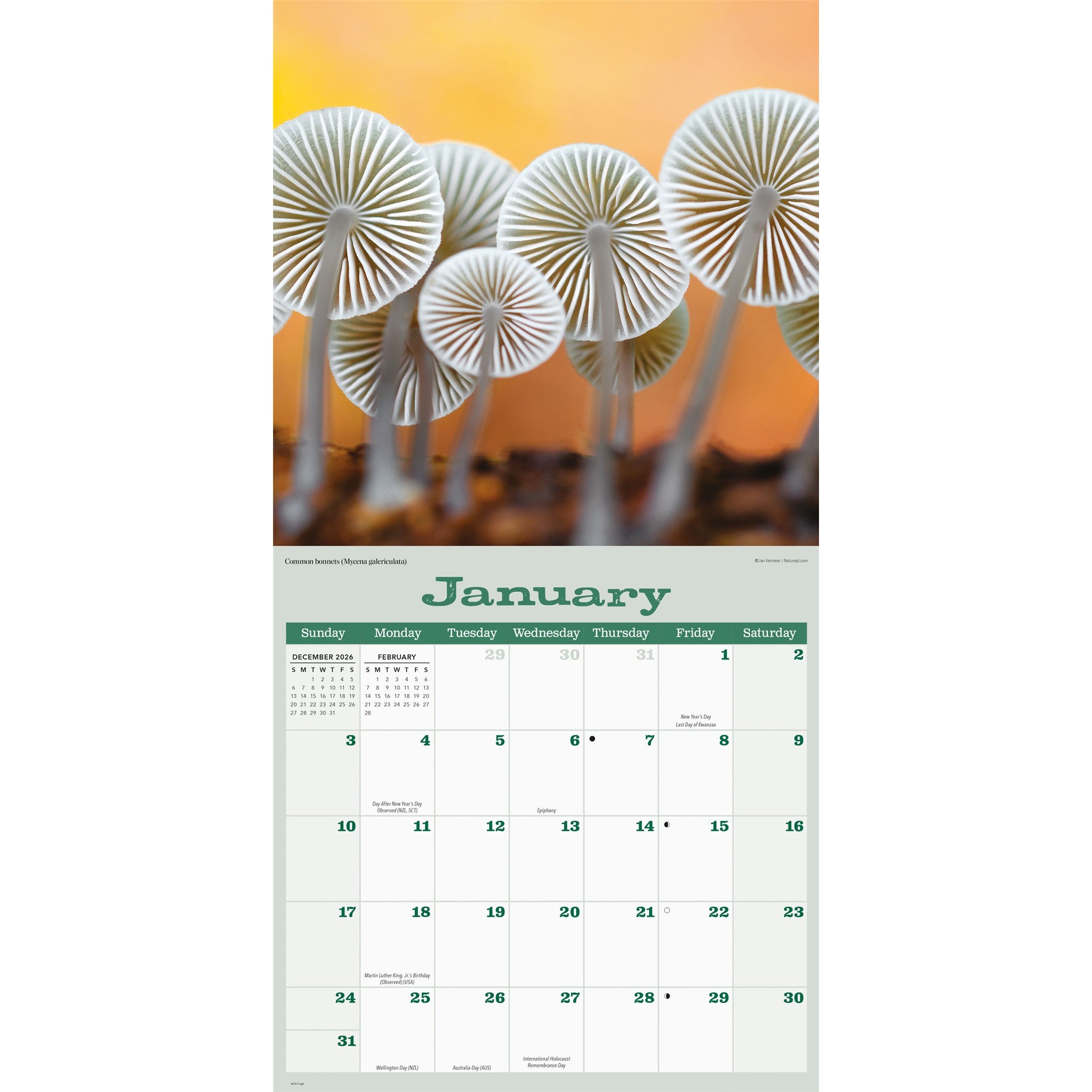 Mushrooms 2027 Wall Calendar