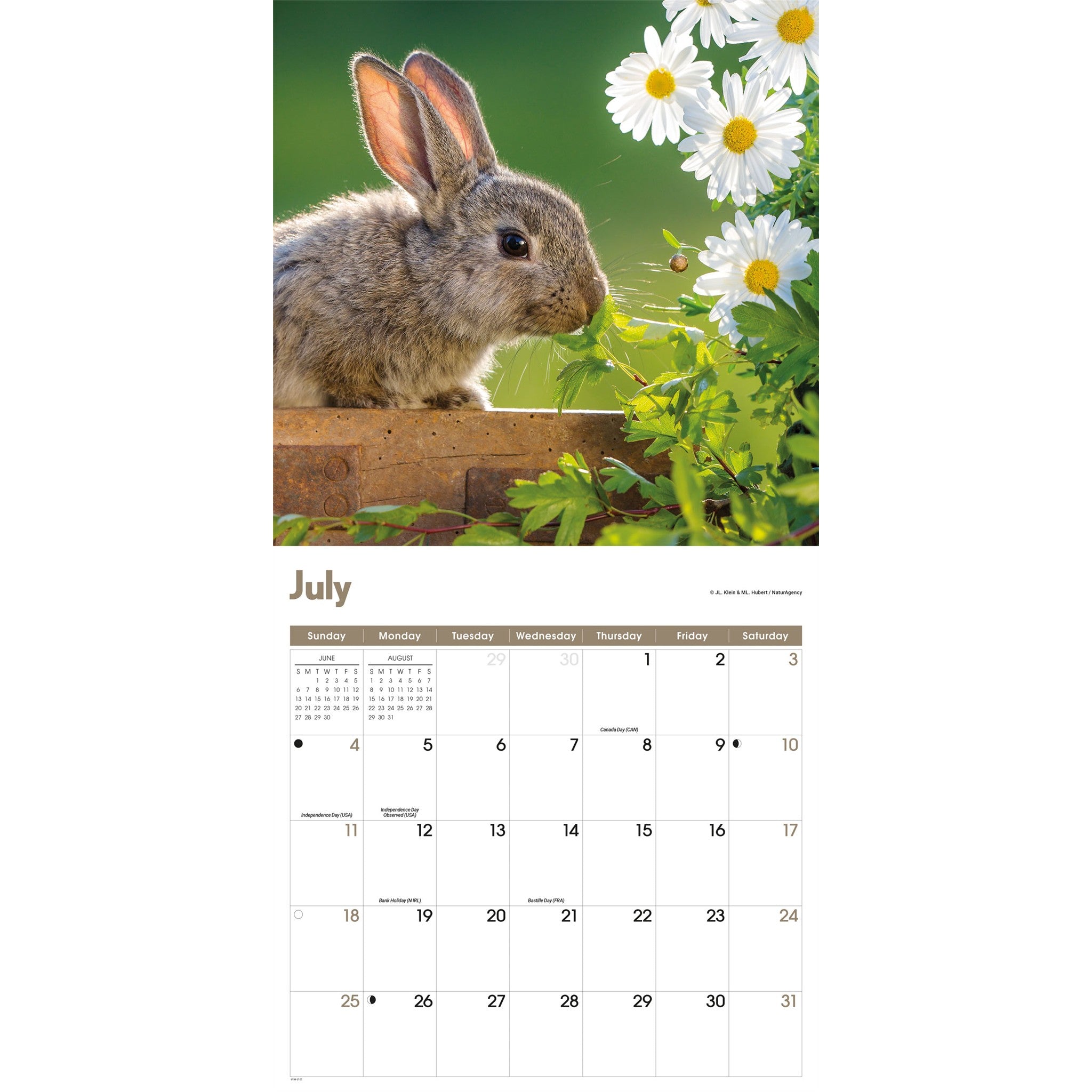 Rabbits 2027 Wall Calendar