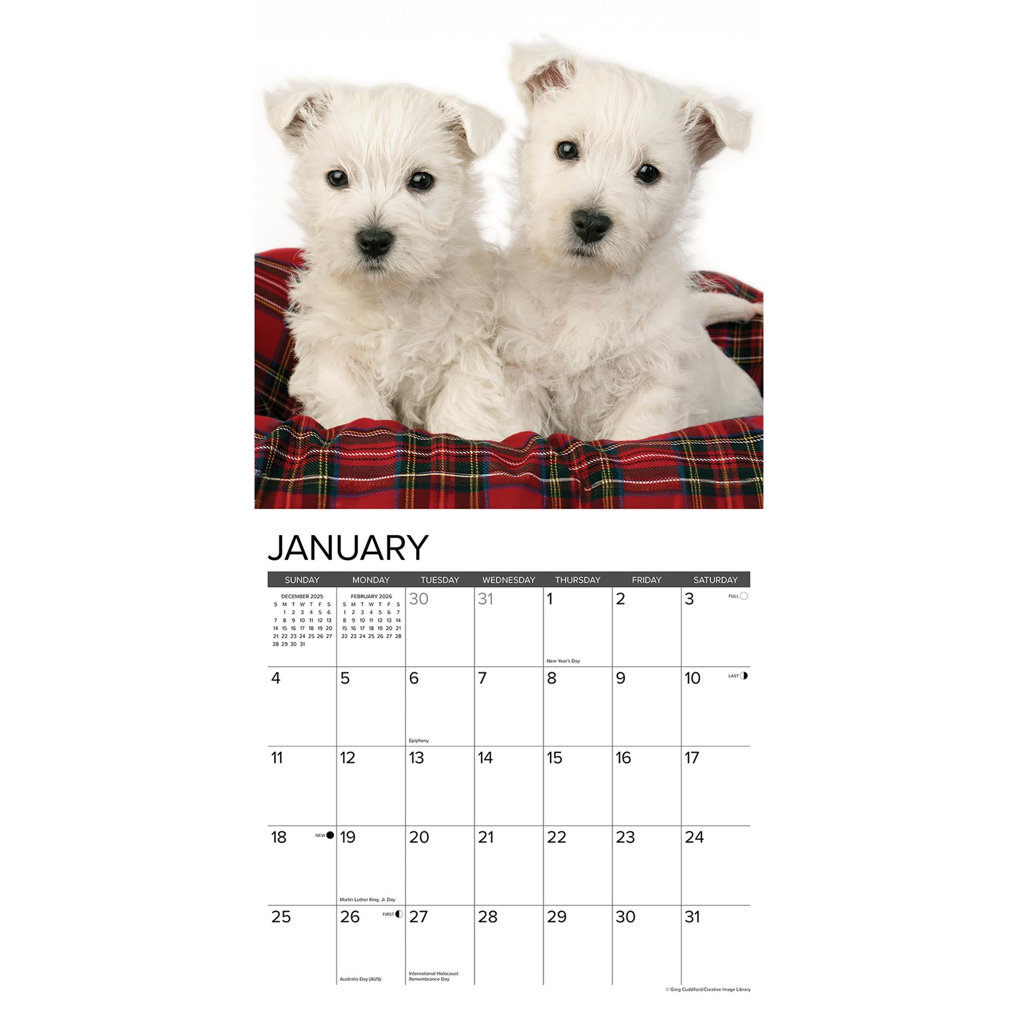 Westie Puppies 2026 Wall Calendar - Online Only