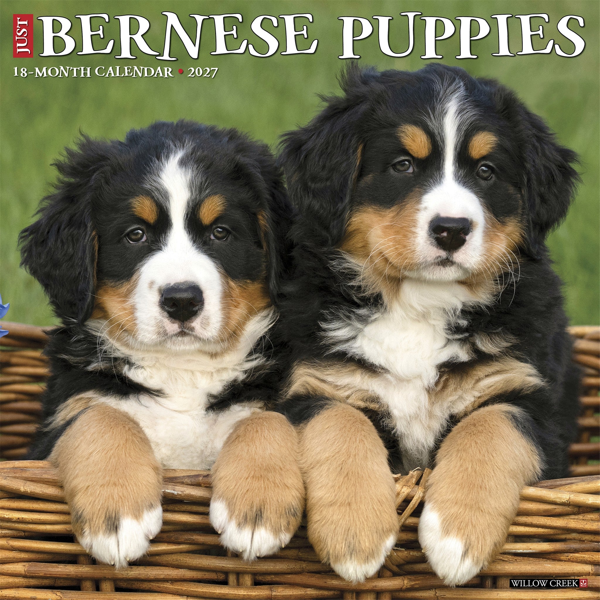Bernese Mountain Puppies 2027 Wall Calendar
