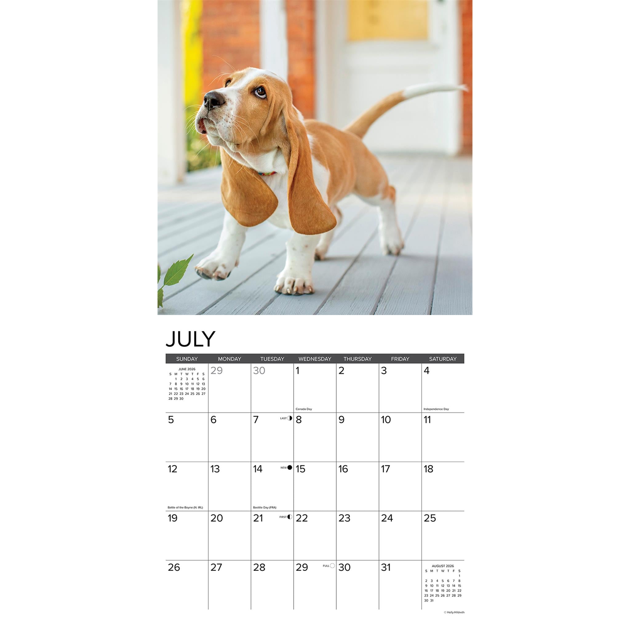 Just Basset Hound Puppies 2026 Wall Calendar - Online Only