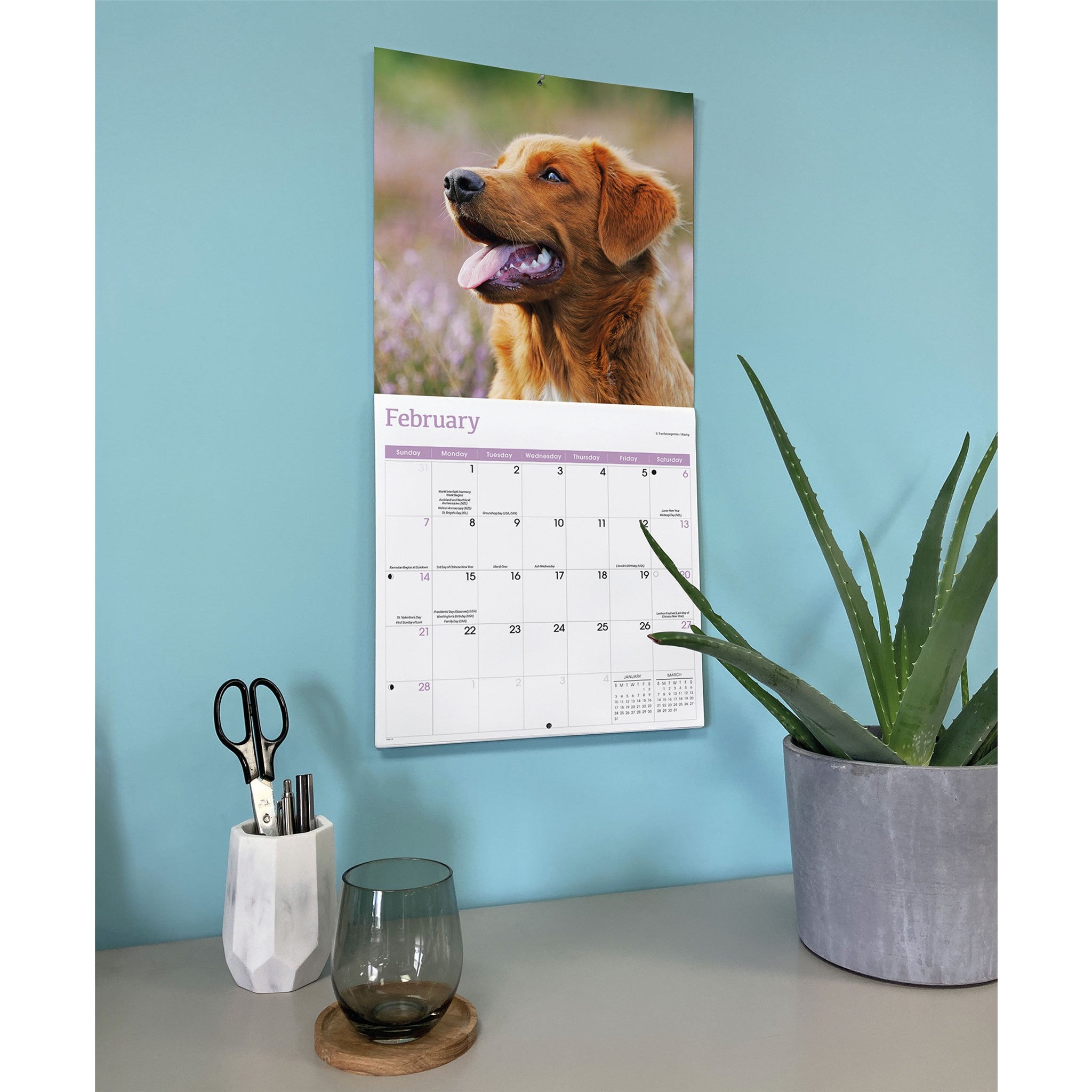 Nova Scotia Duck Tolling Retriever 2027 Wall Calendar