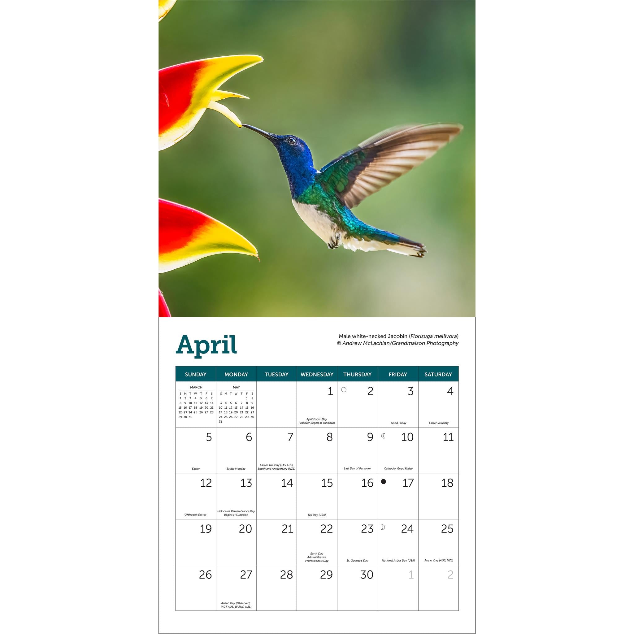 Hummingbirds 2026 Mini Calendar