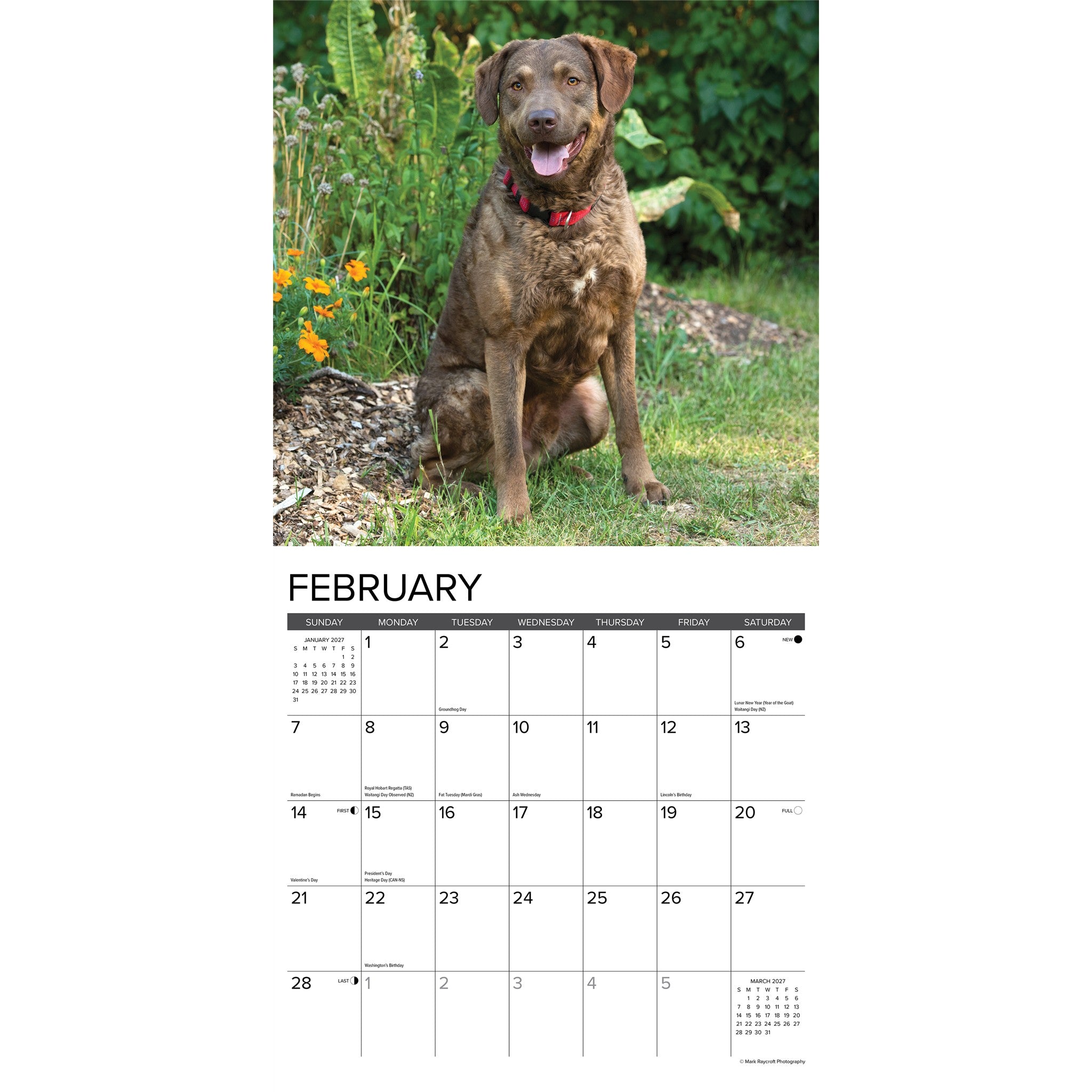 Chesapeake Bay Retrievers 2027 Wall Calendar