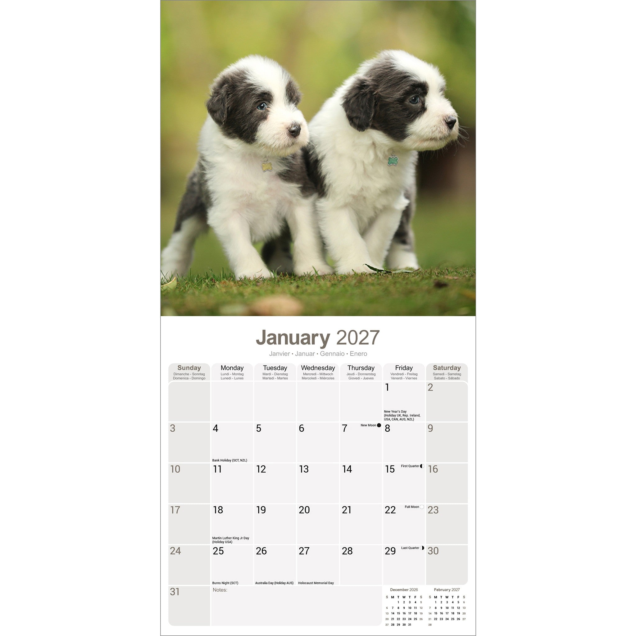 Bearded Collie 2027 Wall Calendar
