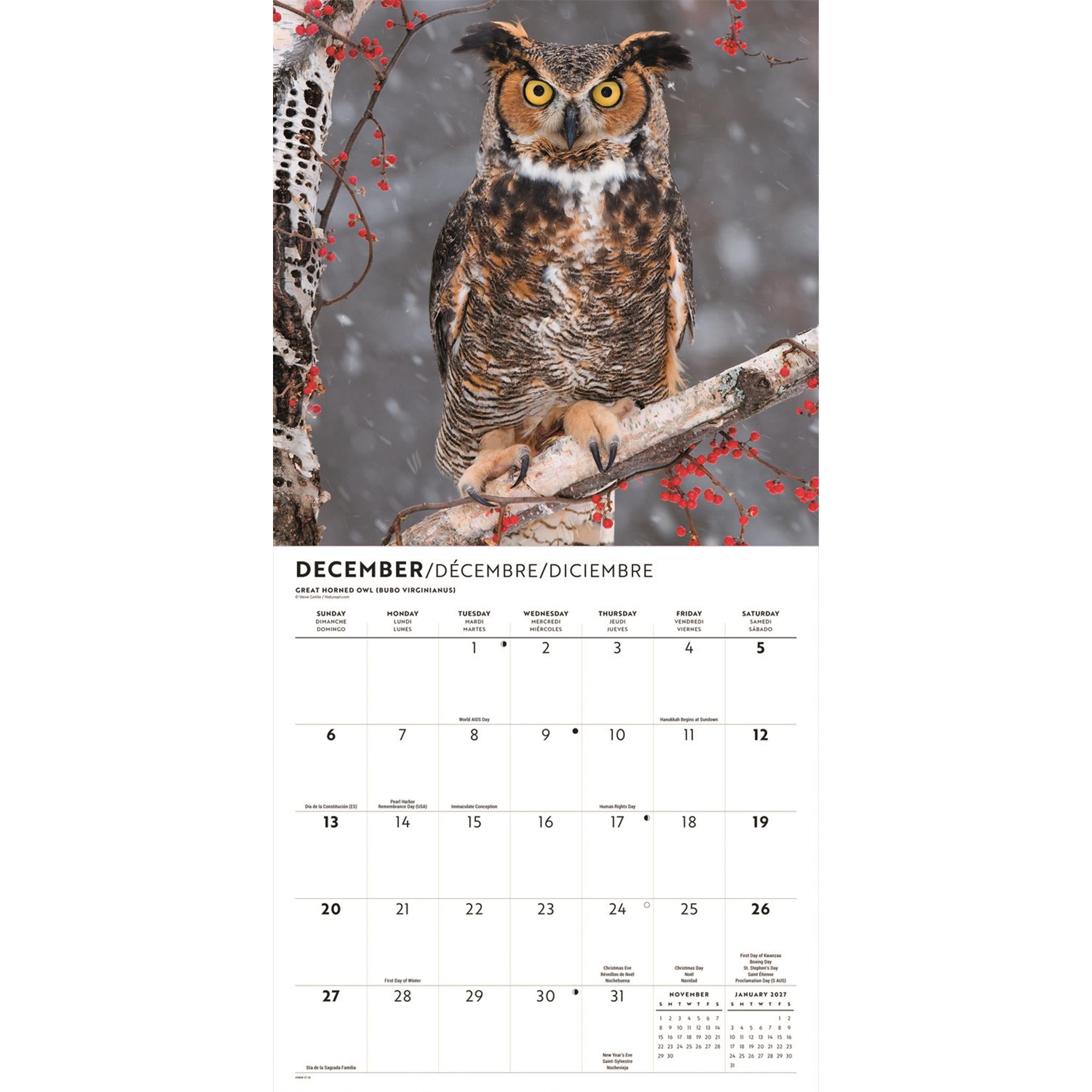 Owls 2026 Wall Calendar