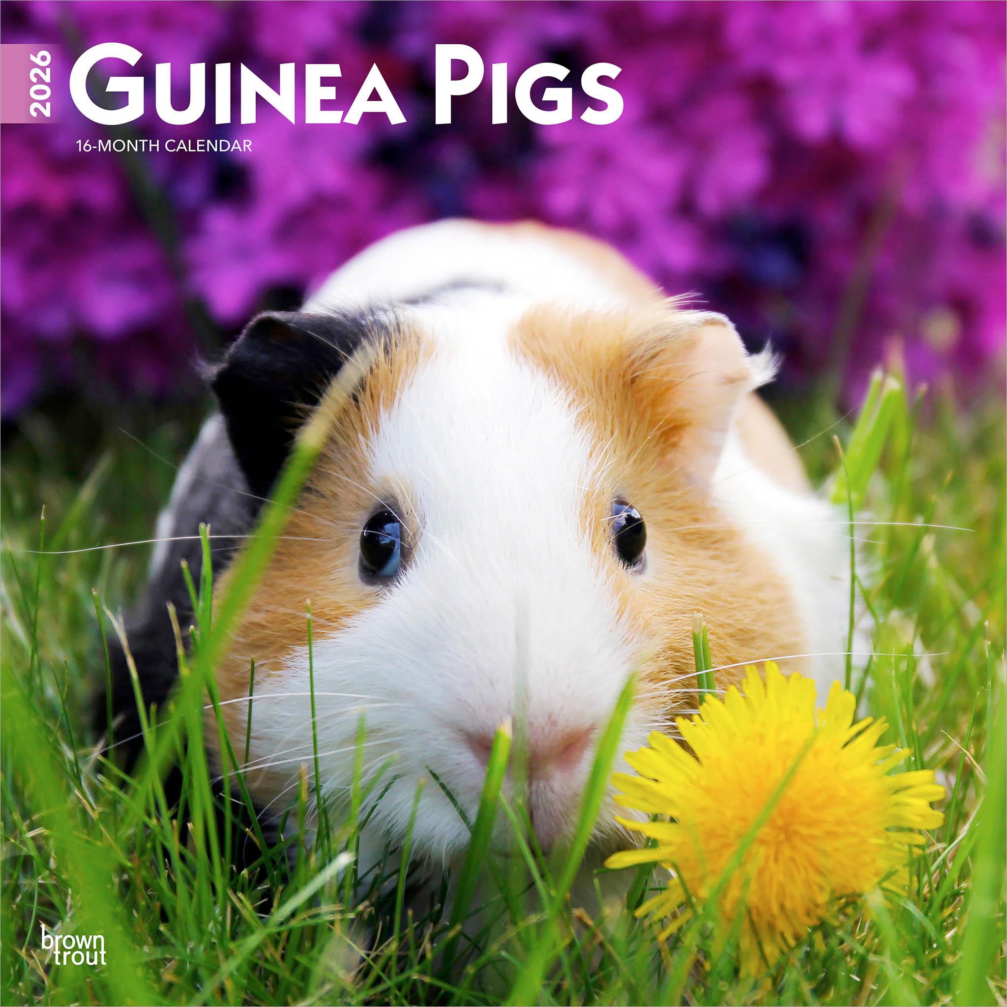 A guinea pig sitting on grass with a flower in the foreground, on the cover of a 2026 wall calendar.