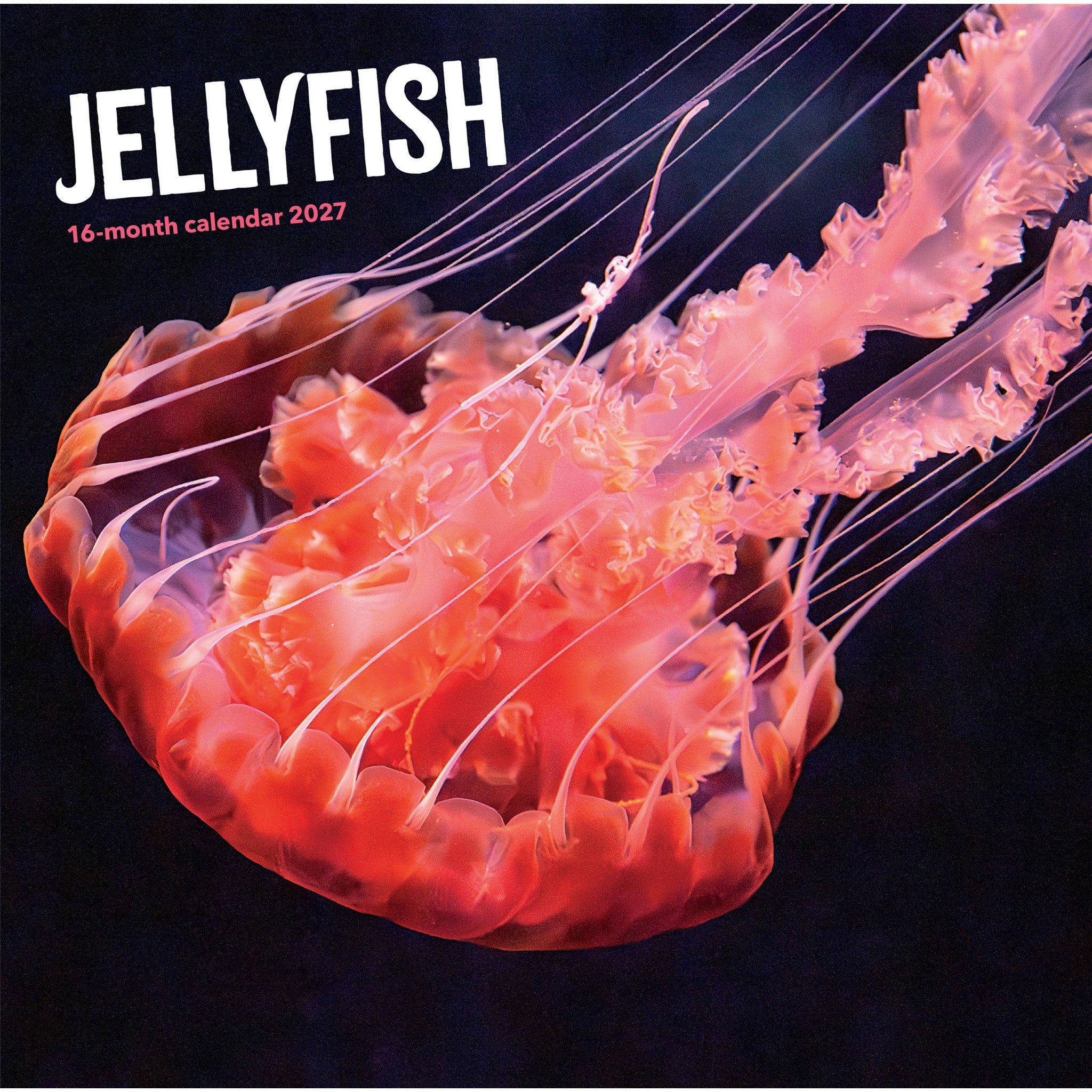 Jellyfish 2027 Wall Calendar