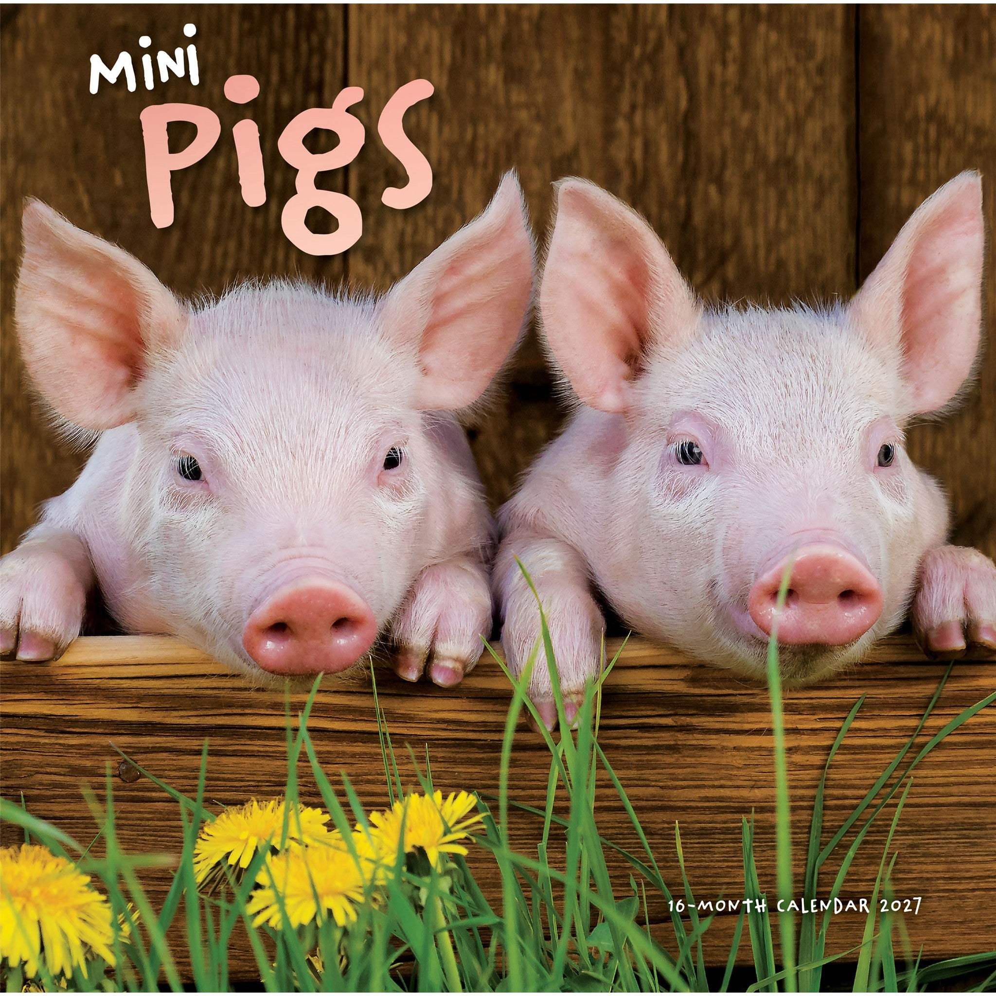 Mini Pigs 2027 Wall Calendar