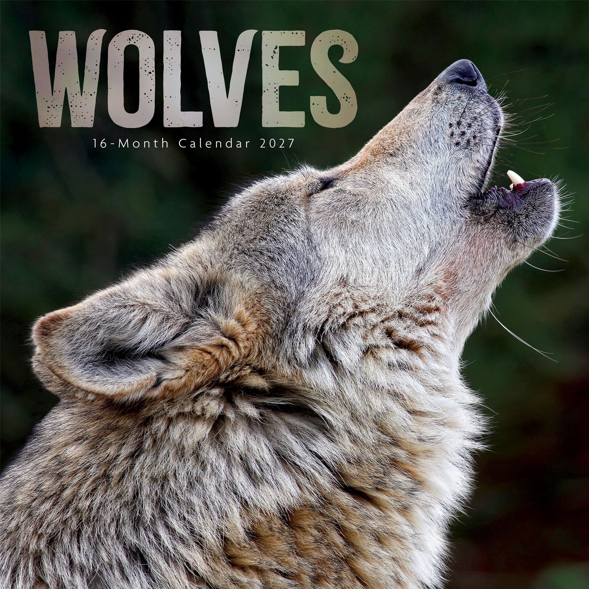Wolves 2027 Wall Calendar