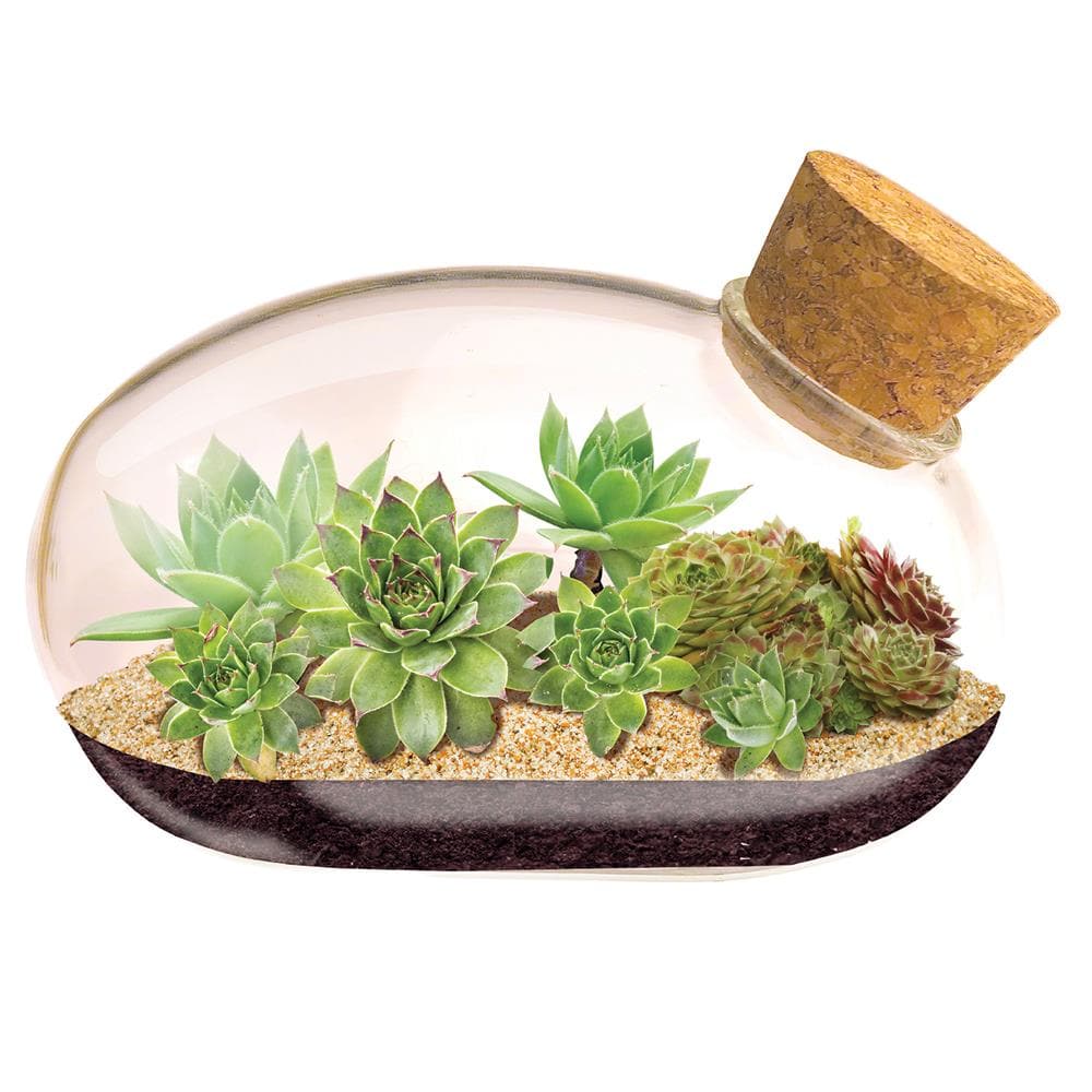 The Succulent Star Mouse product image