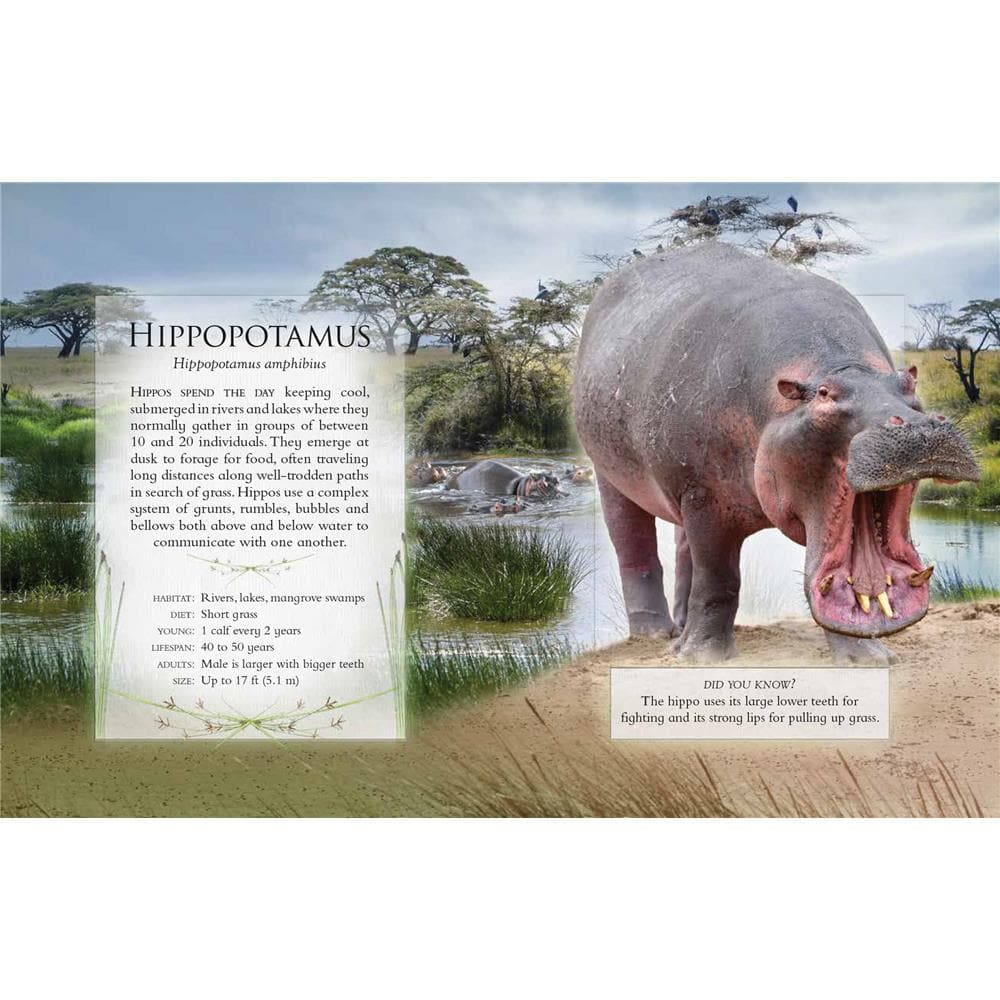 Little Book of Safari Animal Sounds product image