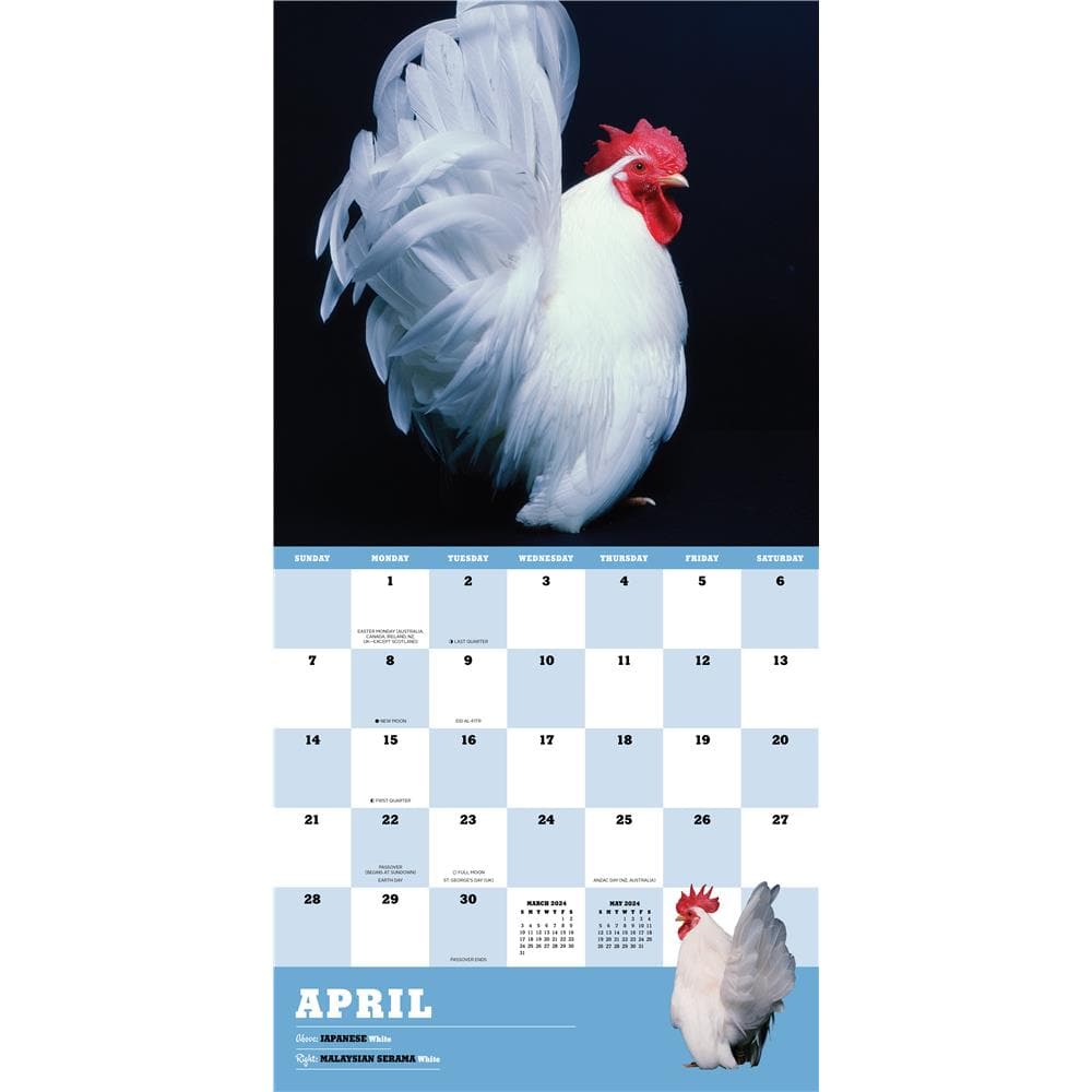 Extraordinary Chickens 2024 Wall Calendar product image