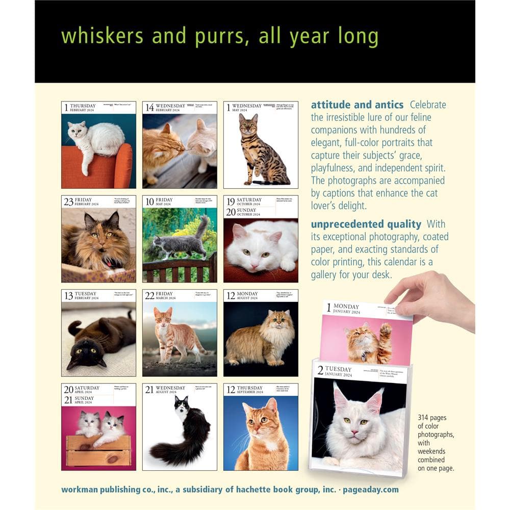 Cat Gallery 2024 Box Calendar product image