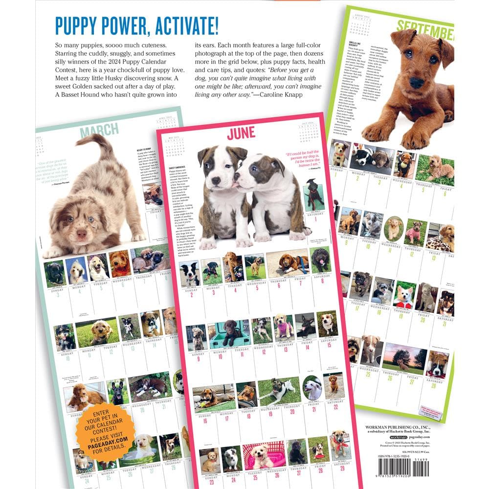 Puppies 365 2024 Wall Calendar product Image