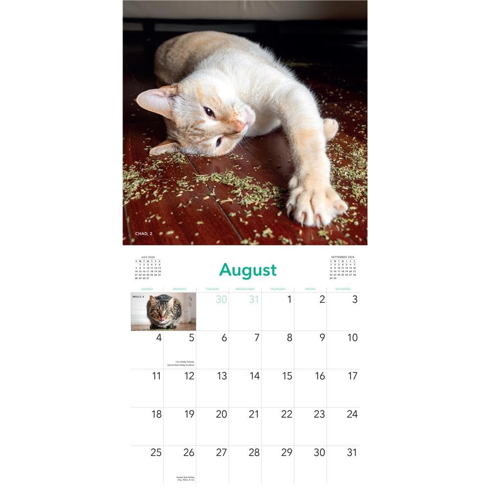 Cats on Catnip 2024 Wall Calendar product image