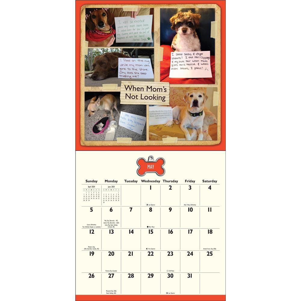 9781524881245 Dog Shaming 2024 Wall Calendar Andrews McMeel Publishing
