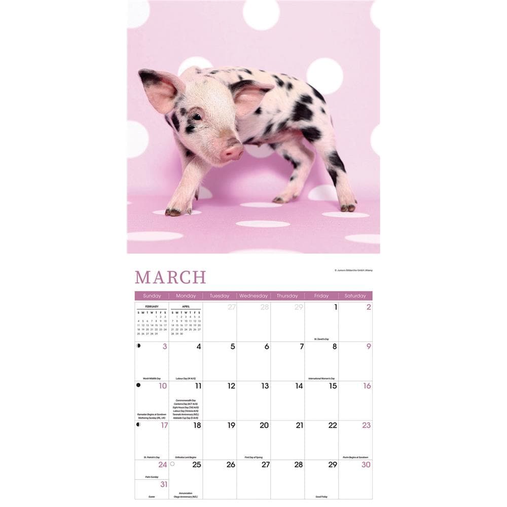 Mini Pigs 2024 Wall Calendar product image