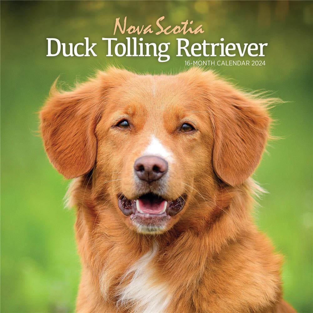 Nova Scotia Duck Tolling Retriever 2024 Wall Calendar product image