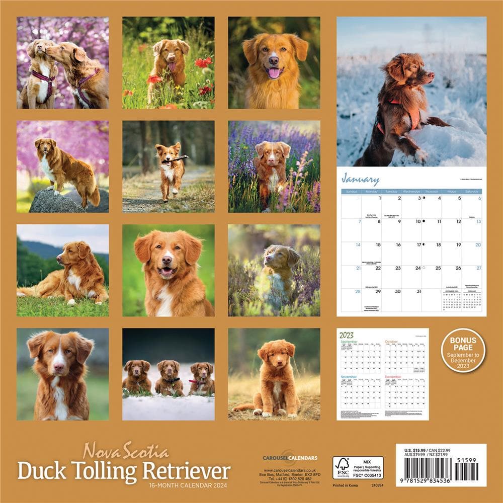 Nova Scotia Duck Tolling Retriever 2024 Wall Calendar product image