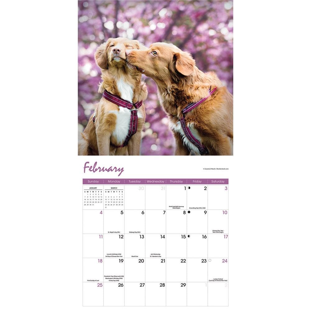 Nova Scotia Duck Tolling Retriever 2024 Wall Calendar product image