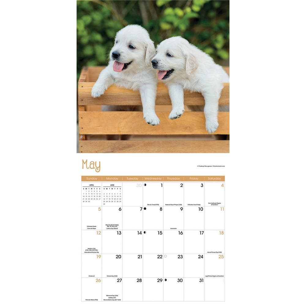 Playful Puppies 2024 Wall Calendar product image