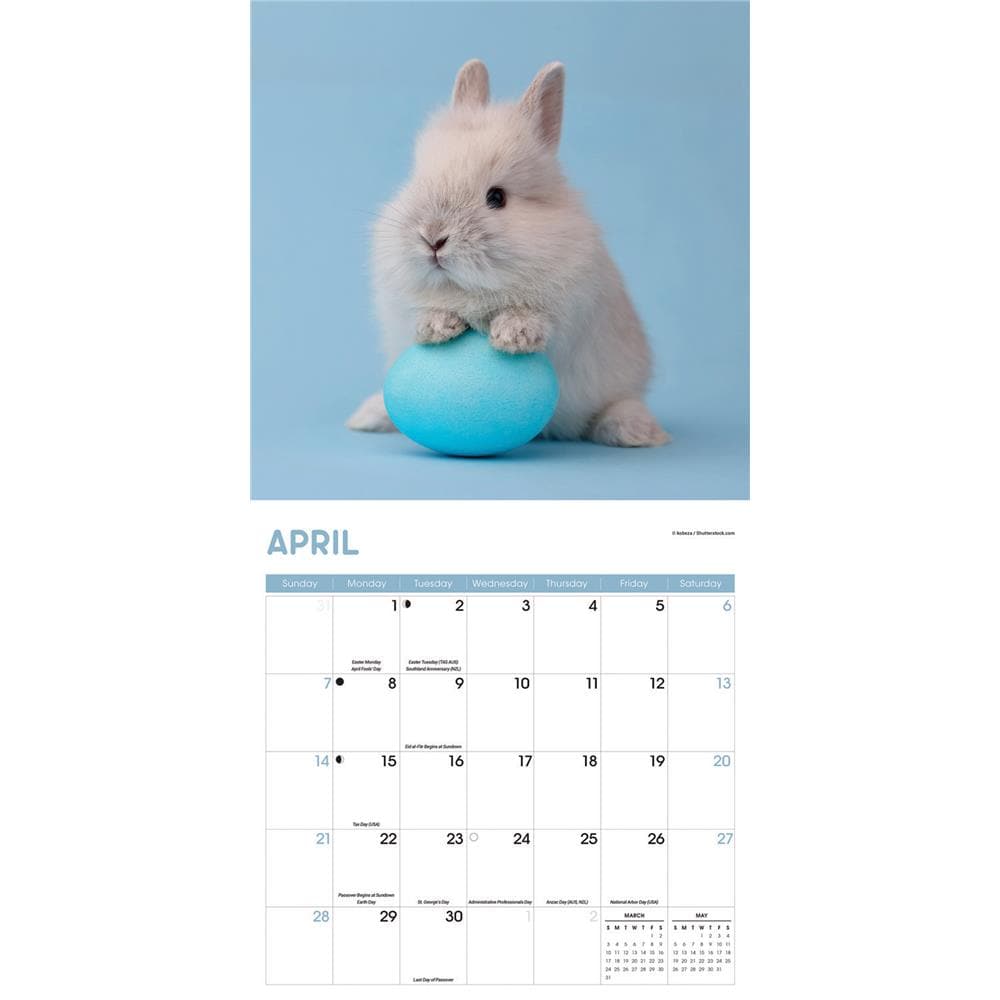 Rabbits 2024 Wall Calendar product image