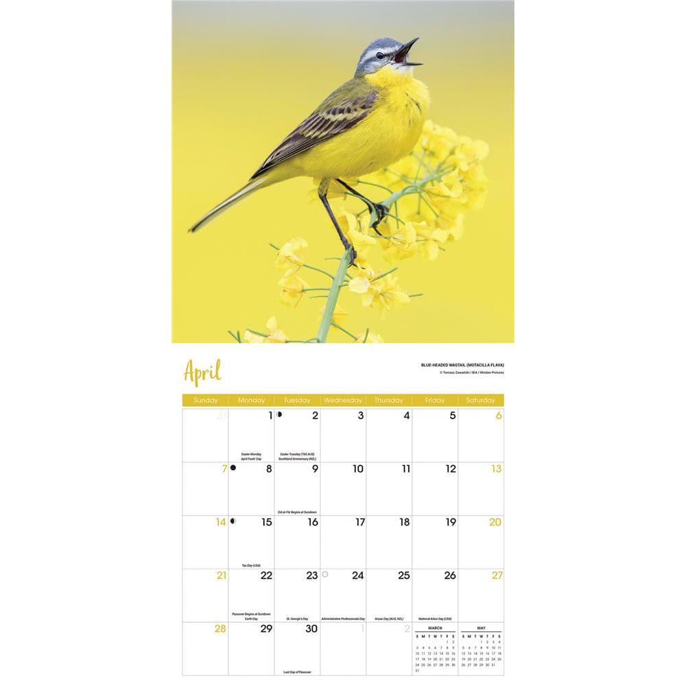 Songbirds 2024 Wall Calendar product image