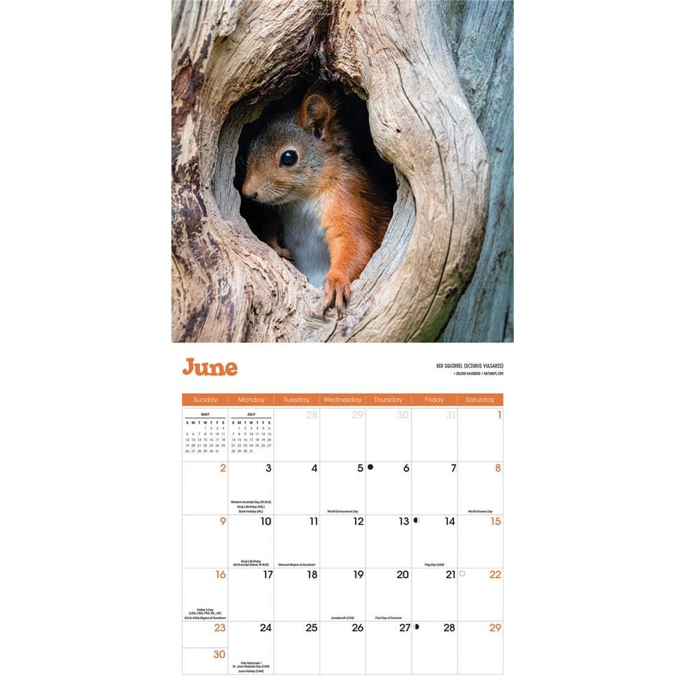 Squirrels 2024 Wall Calendar product image