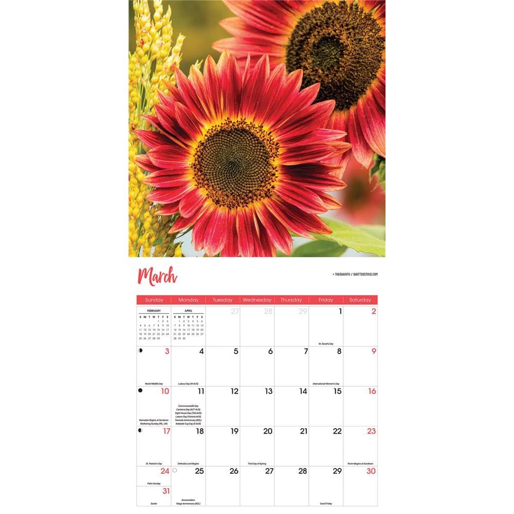 Sunflowers 2024 Wall Calendar product image