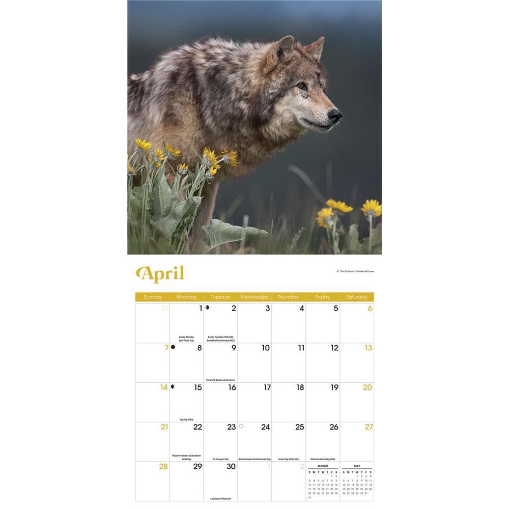 Wolves 2024 Wall Calendar product image