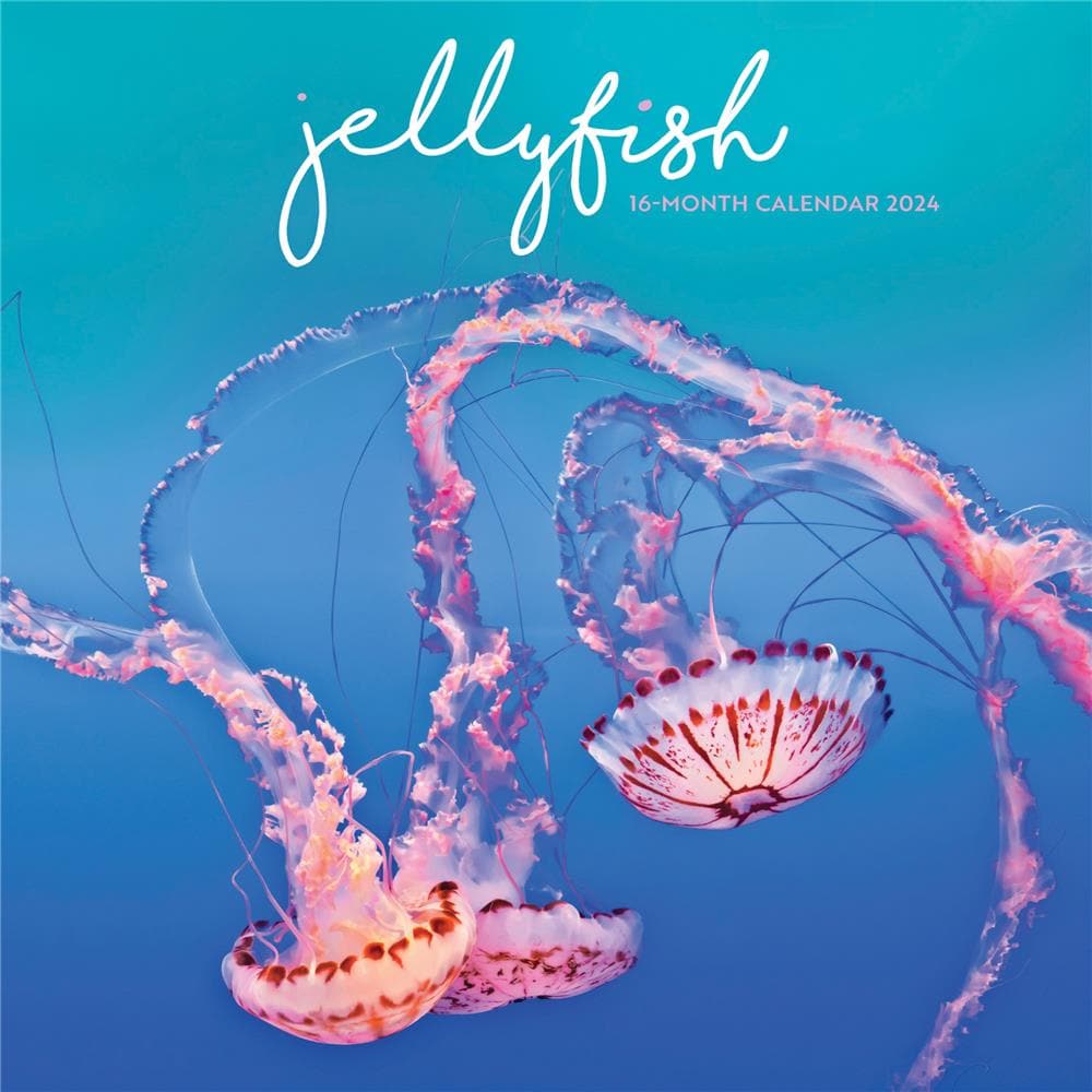Jellyfish 2024 Wall Calendar product image
