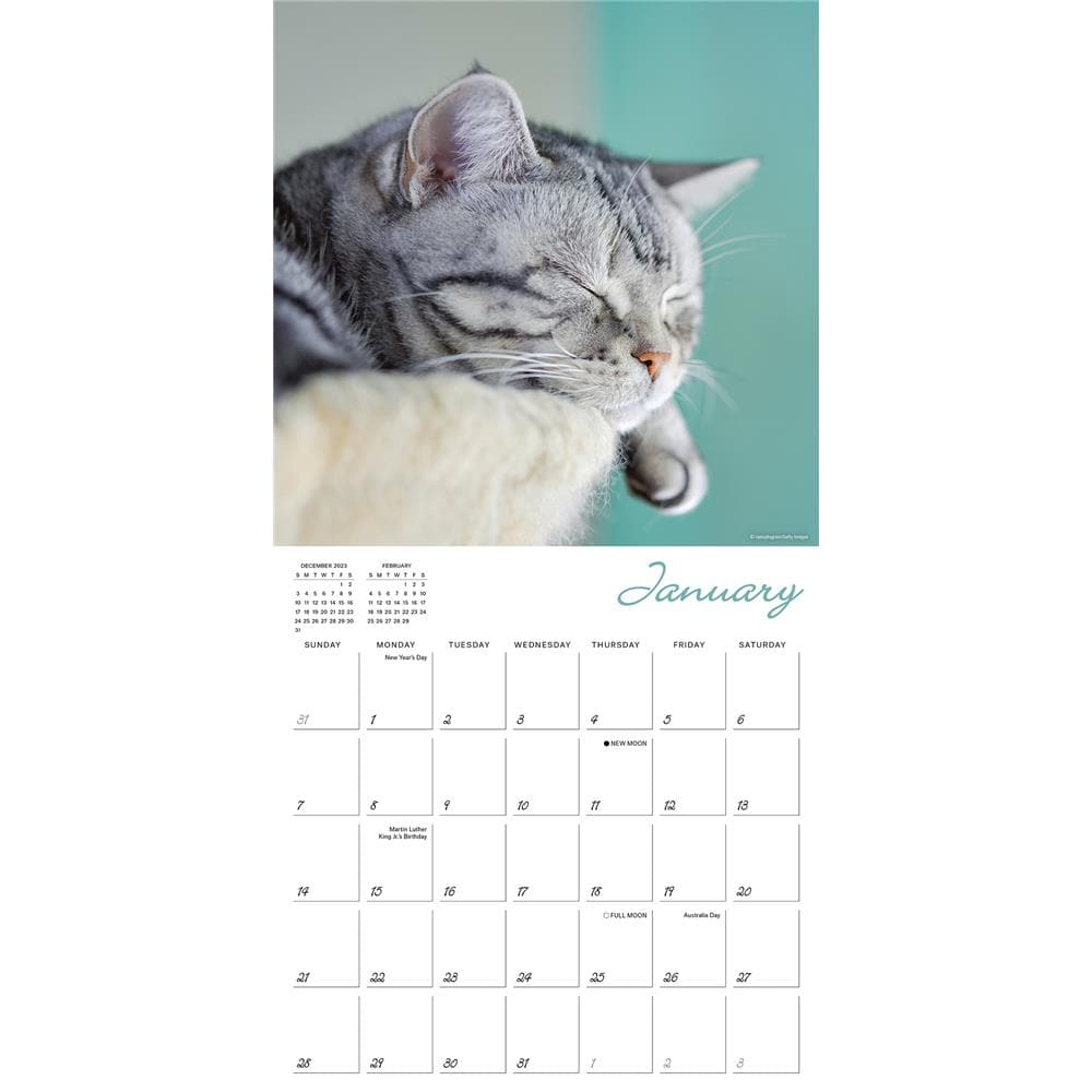 Cat Naps 2024 Wall Calendar product image