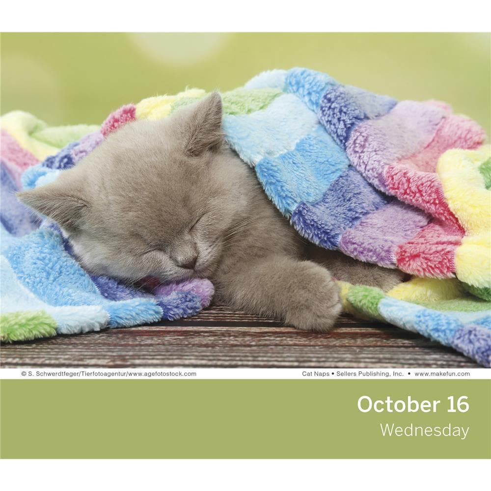 Cat Naps 2024 Box Calendar product image