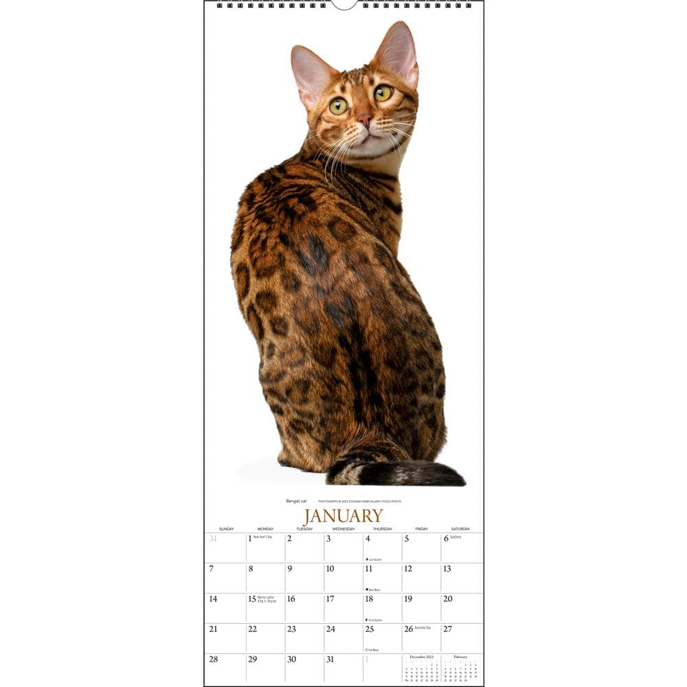 Cats 2024 Poster Calendar product image