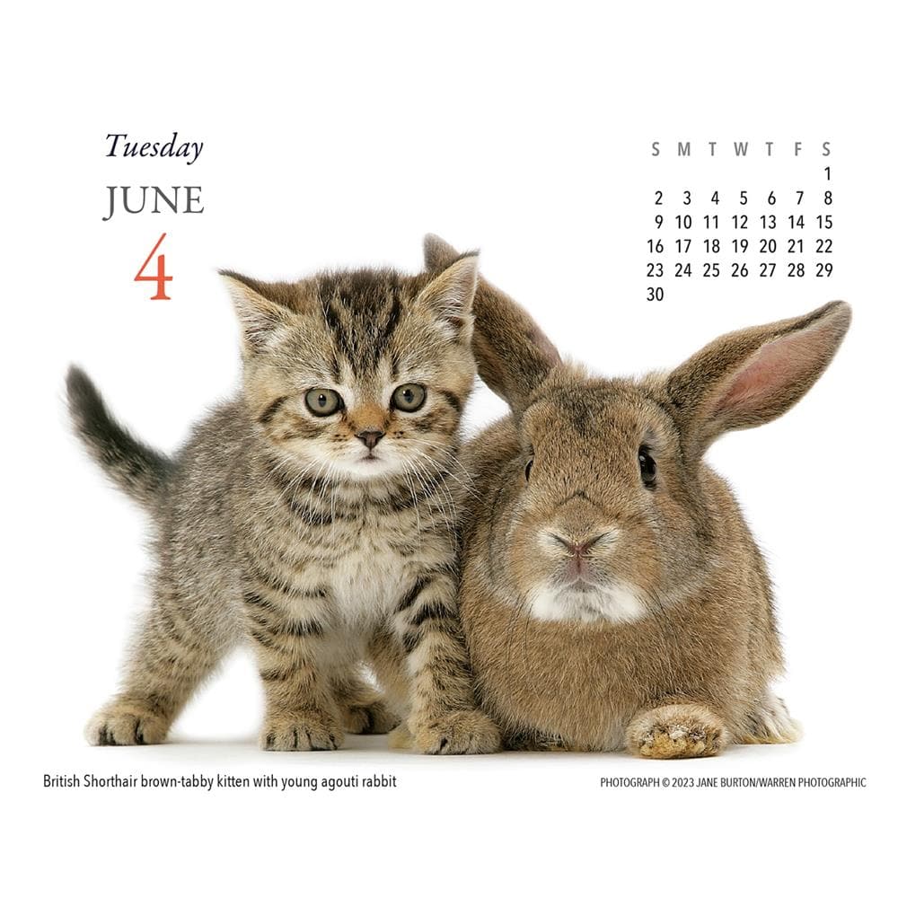 Kittens and Friends 2024 Box Calendar product image