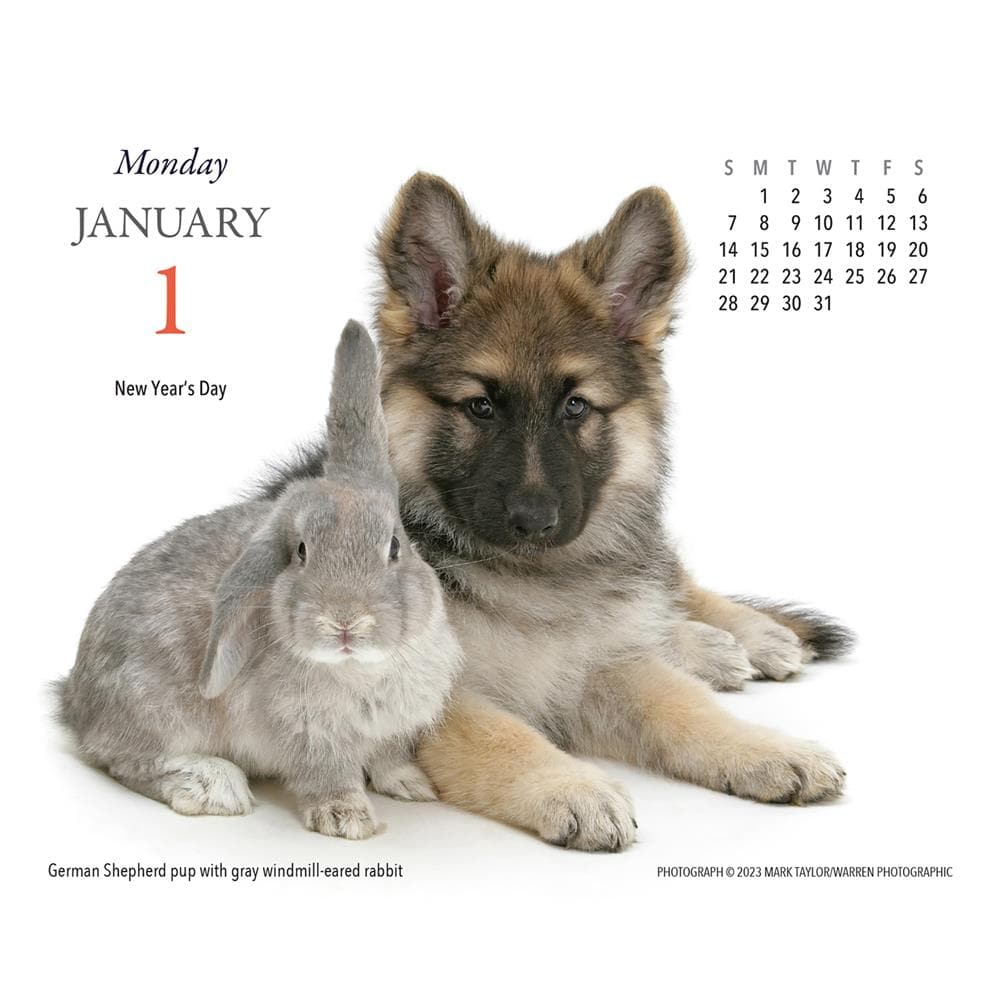 Puppies and Friends 2024 Box Calendar product Image