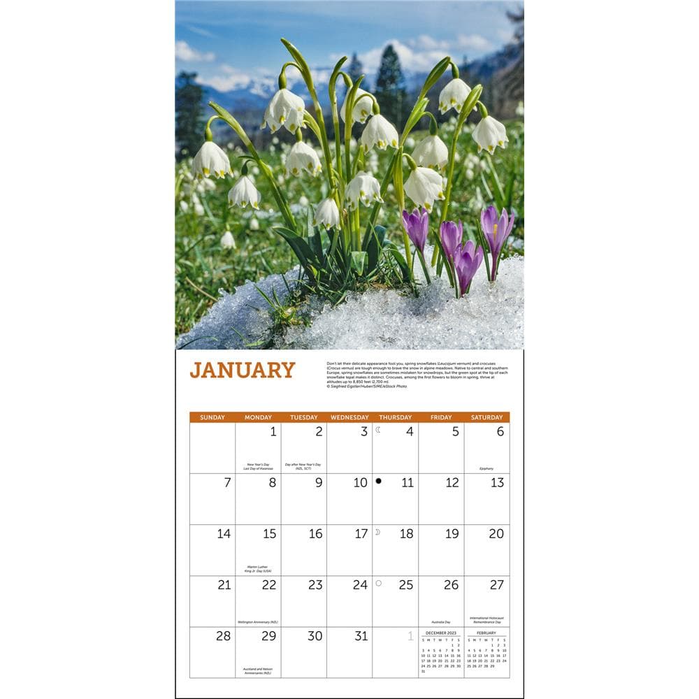 Wildflowers 2024 Wall Calendar product Image