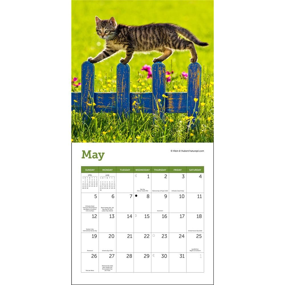 Cats 2024 Mini Calendar product Image