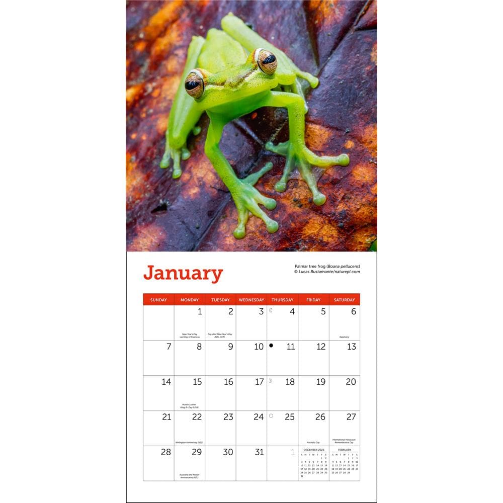 Frogs 2024 Mini Calendar product Image