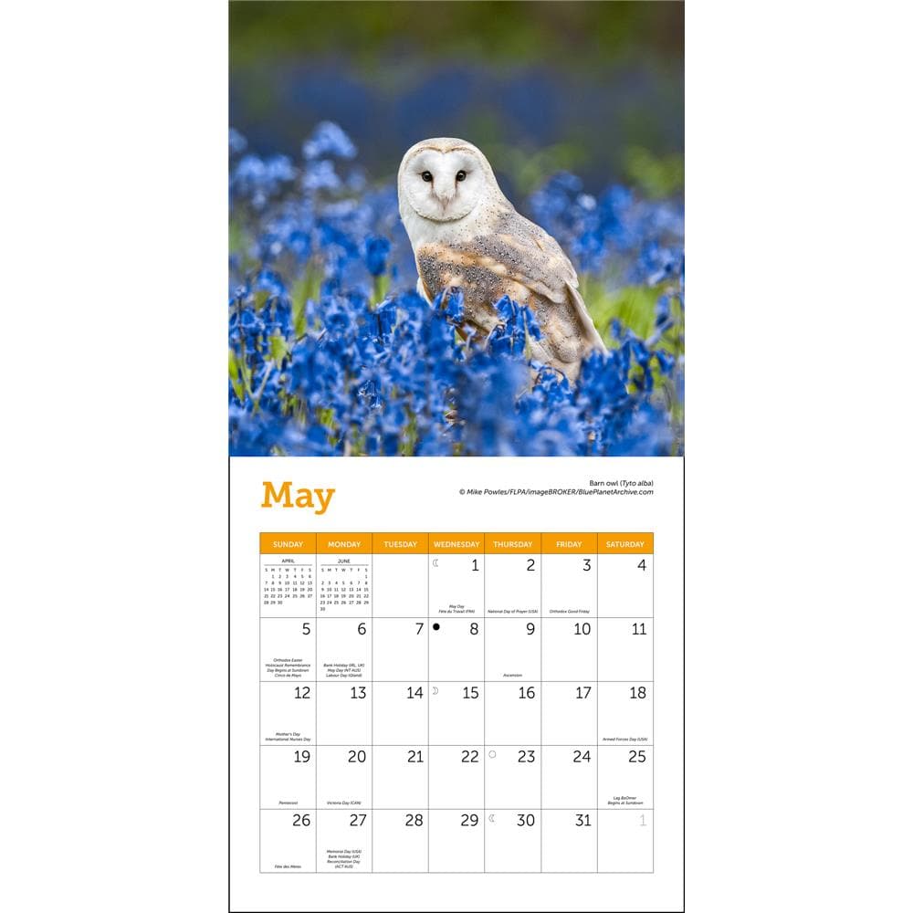 Owls 2024 Mini Calendar product Image