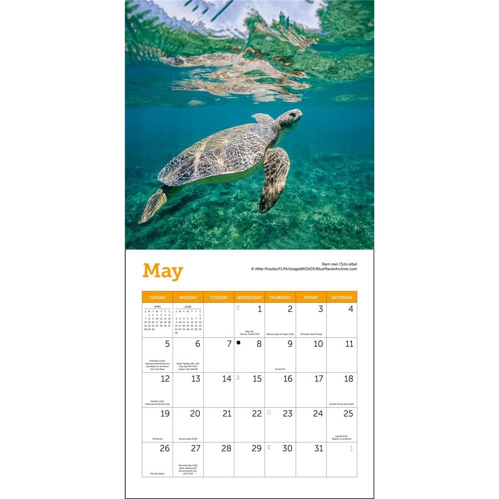 Sea Turtles 2024 Mini Calendar product Image