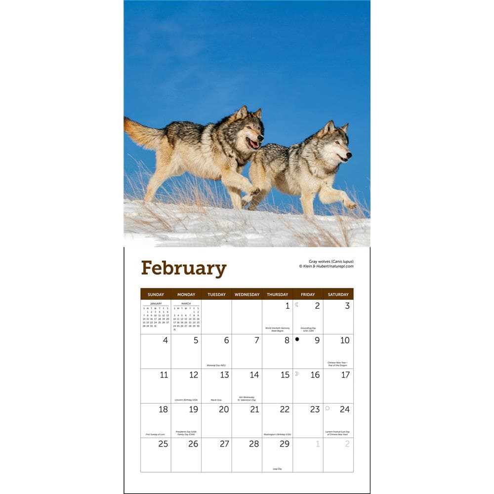 Wolves 2024 Mini Calendar product Image