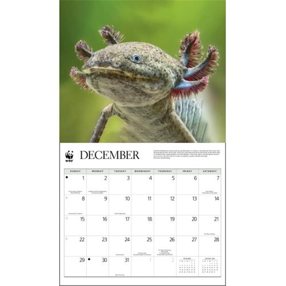 Axolotl WWF 2024 Wall Calendar product image