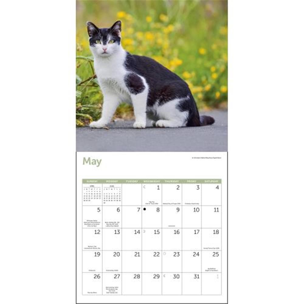 Cats 2024 Wall Calendar product image