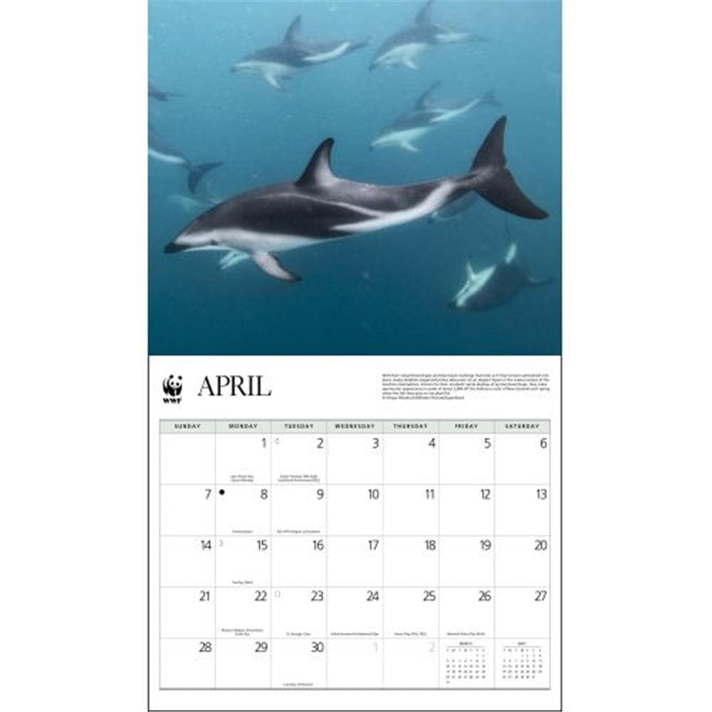 Dolphins WWF 2024 Wall Calendar product image