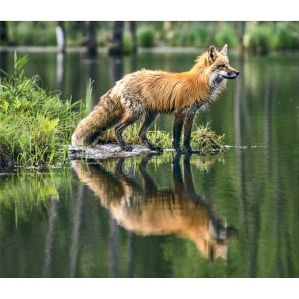 Foxes WWF 2024 Wall Calendar product image