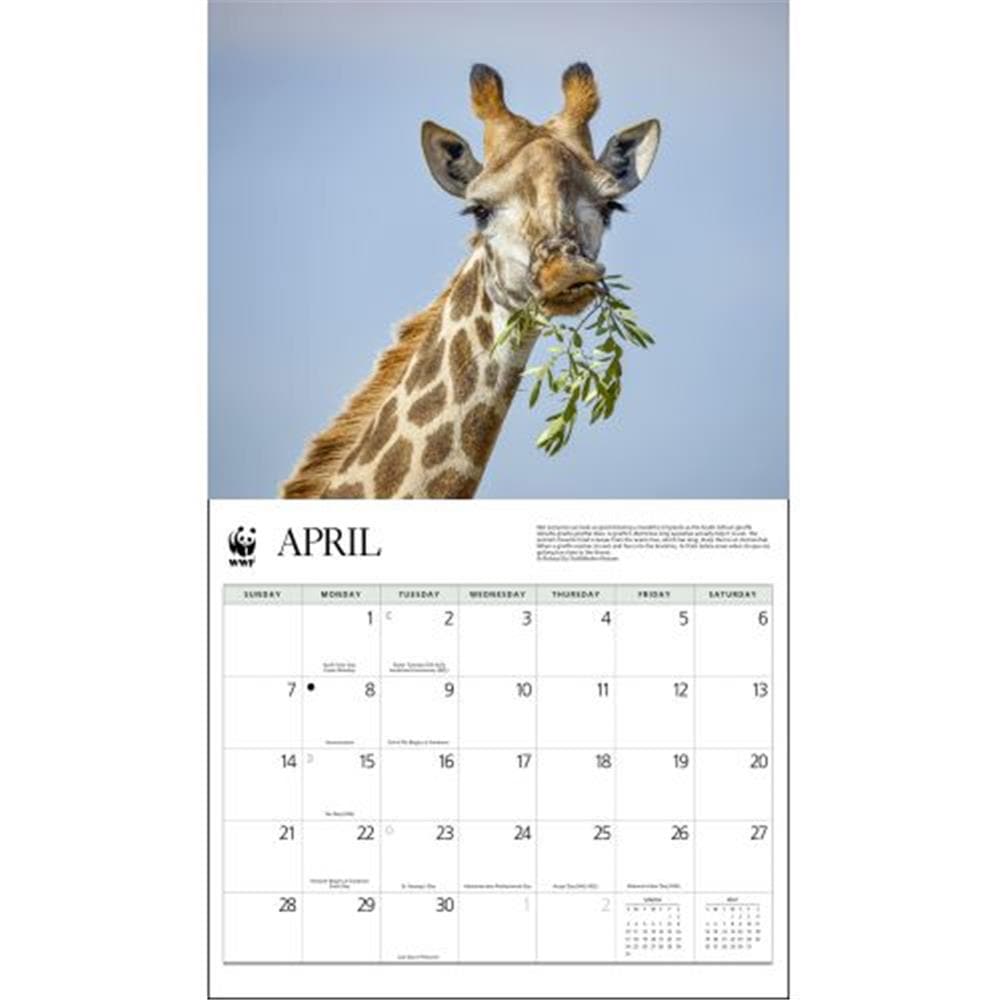 Giraffes WWF 2024 Wall Calendar product image